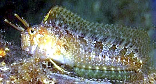 Parablennius tentacularis_9874